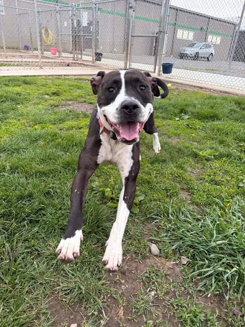 Cheyenne photo 3