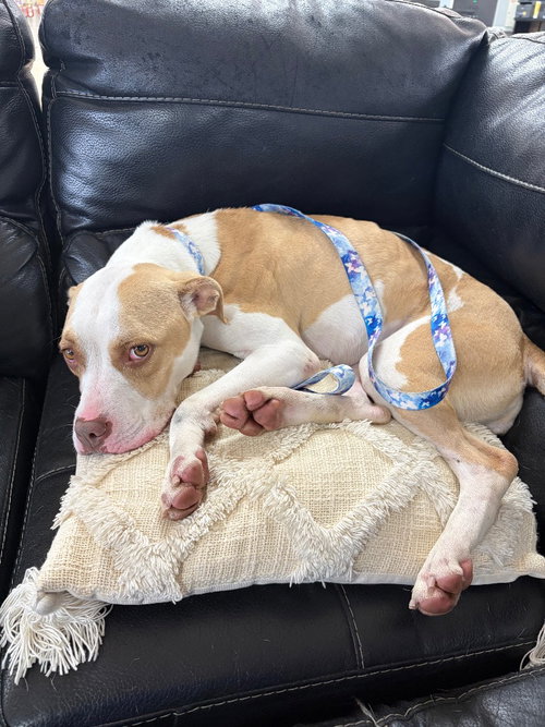 ANGEL - American Staffordshire Terrier available for adoption
