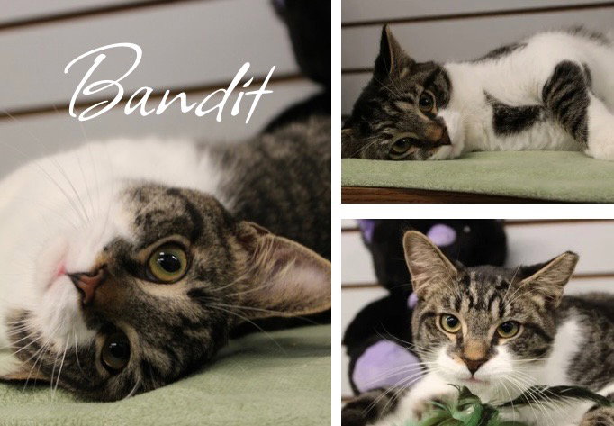 Bandit Image