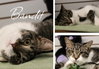 Bandit - Photo 1