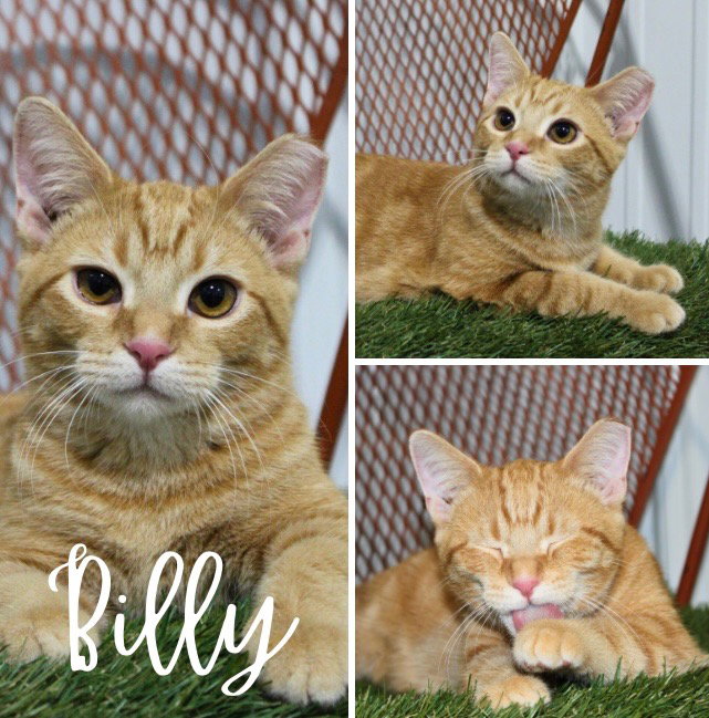 Billy-BONDED W/BRODY Image