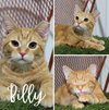 Billy-BONDED W/BRODY - Photo 1