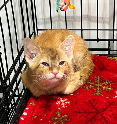 BILLY-BONDED W/BRODY - Domestic Short Hair available for adoption