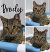 Brody- BONDED W/BILLY - Photo 1