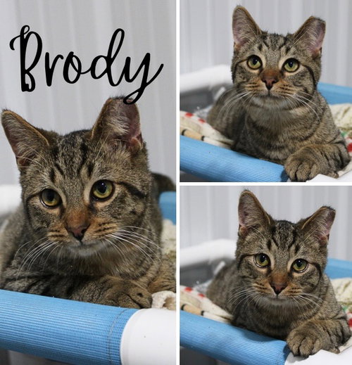 BRODY- BONDED W/BILLY - Domestic Short Hair available for adoption