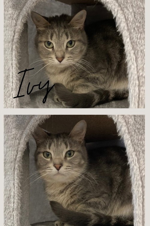 IVY - Domestic Short Hair available for adoption