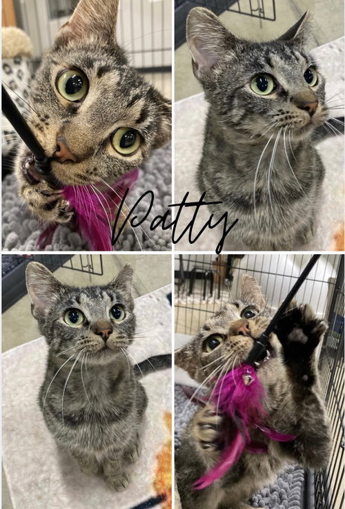 PATTY - Domestic Short Hair available for adoption