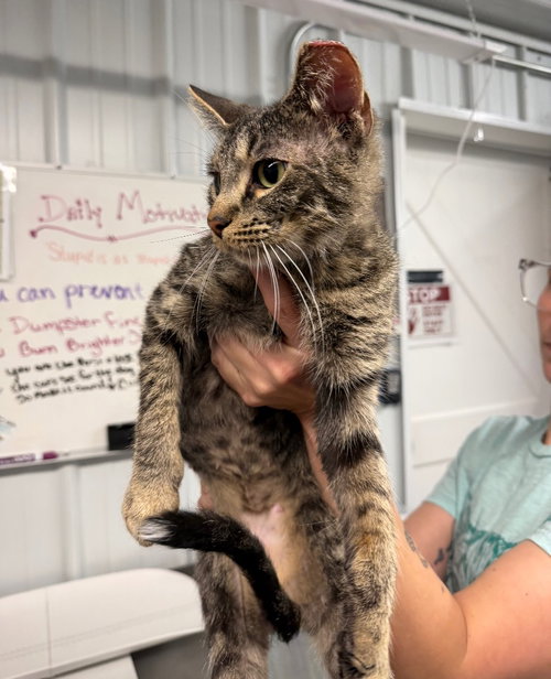 PATTY - Domestic Short Hair available for adoption