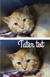 Tater Tot- SHOP CAT - Photo 1