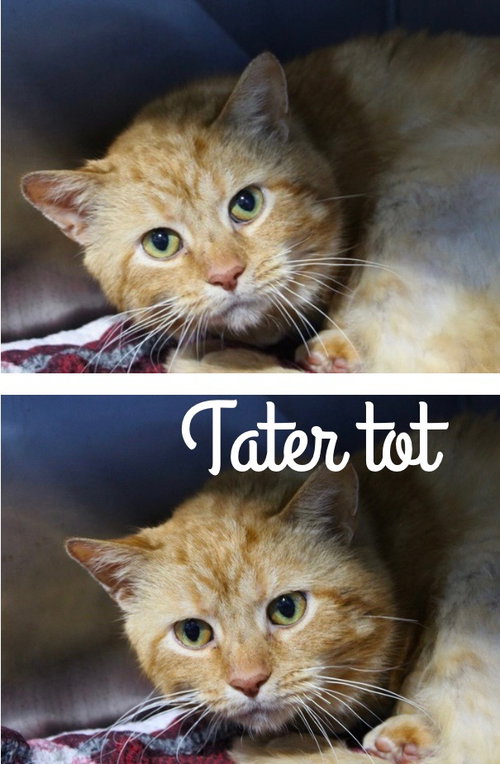 TATER TOT- SHOP CAT - Domestic Short Hair available for adoption