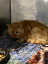 Tater Tot- SHOP CAT - Photo 2
