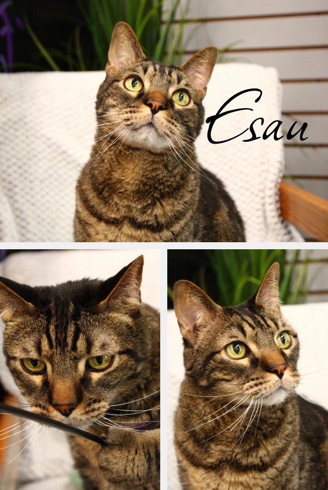 Esau - Fee Waived Image