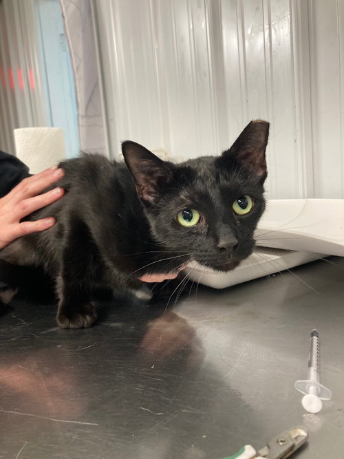 MOCHA- SILO - Domestic Short Hair available for adoption