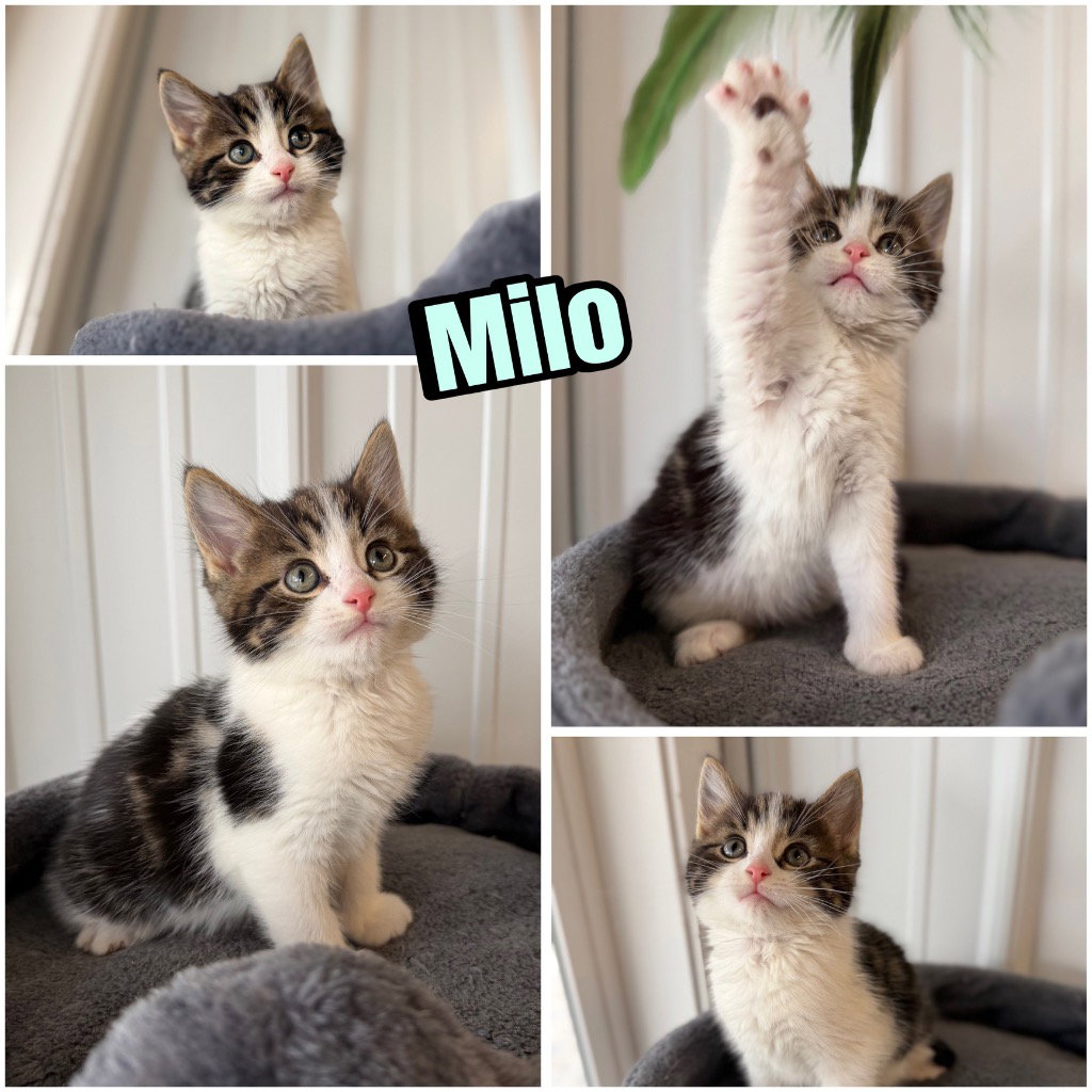 Milo Image