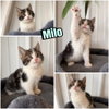 Milo - Photo 1
