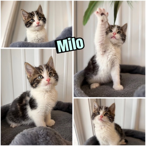 MILO - Domestic Short Hair available for adoption