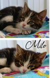 Milo - Photo 2