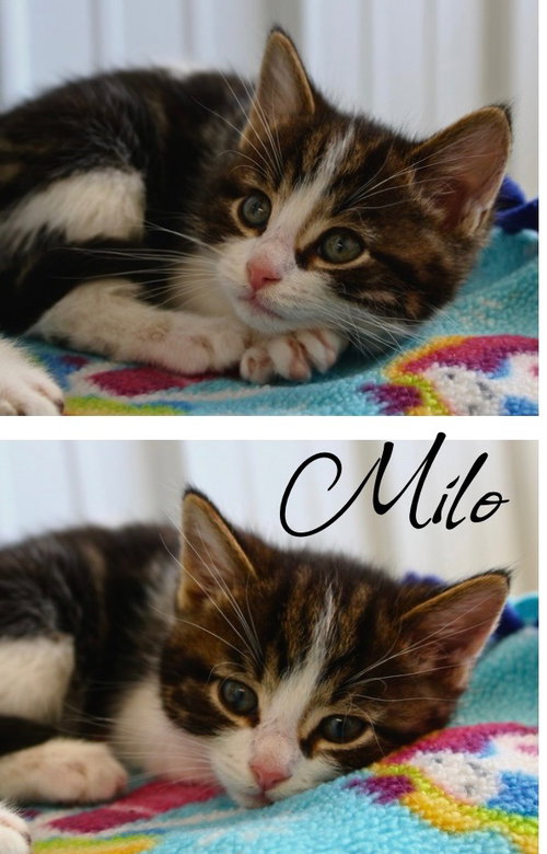 MILO - Domestic Short Hair available for adoption