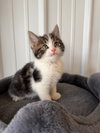 Milo - Photo 3