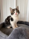 Milo - Photo 4