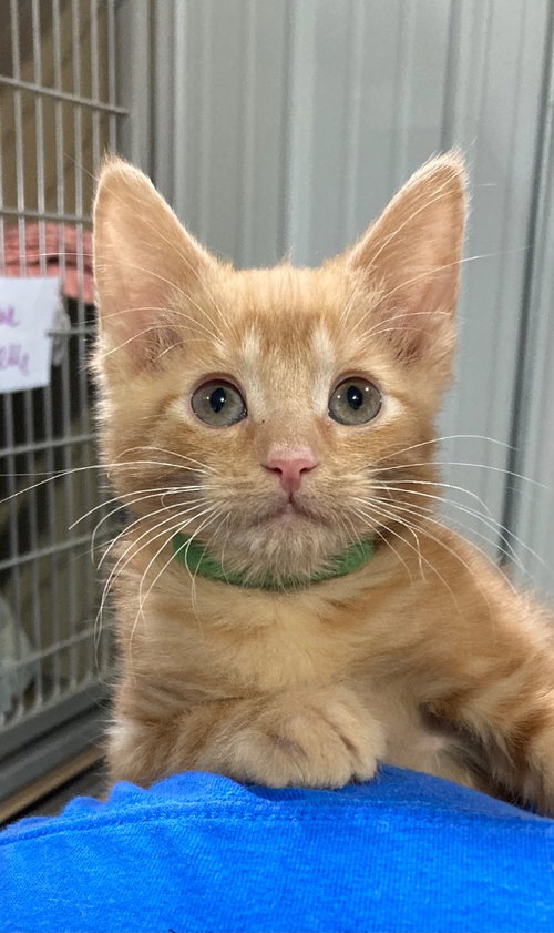 SCOOTER - Domestic Short Hair available for adoption