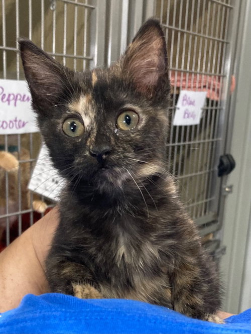 SAGE - Domestic Short Hair available for adoption