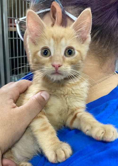 CHUNKY - Domestic Short Hair available for adoption