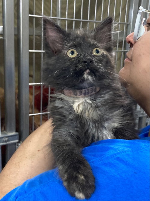 PEPPER - Domestic Long Hair available for adoption