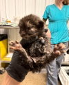 Pepper - Photo 2