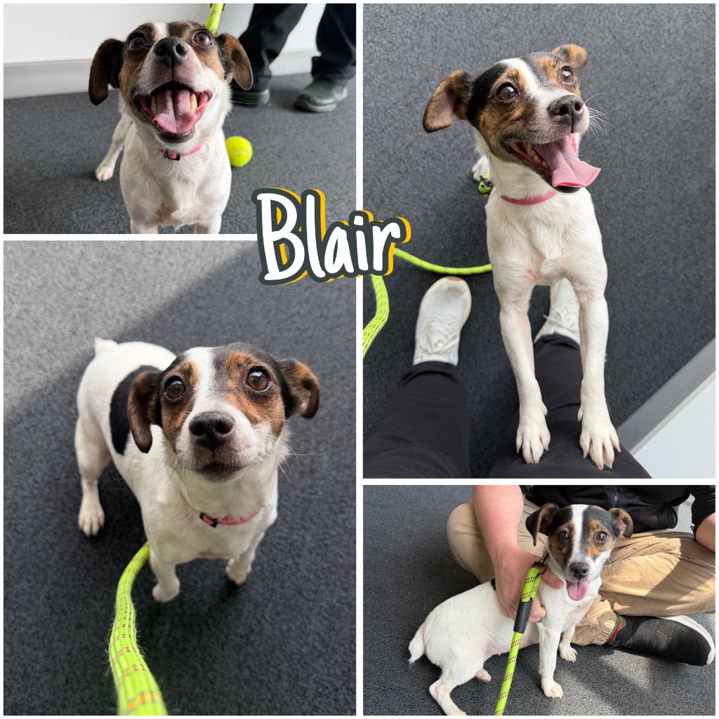 Blair Image