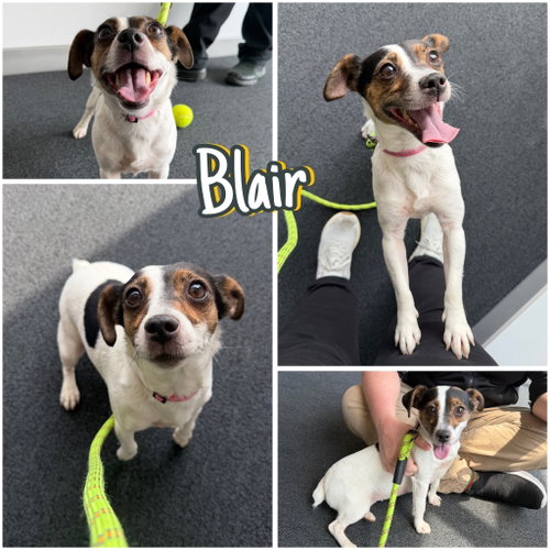 Blair, an adoptable Jack Russell Terrier in Pierceton , IN