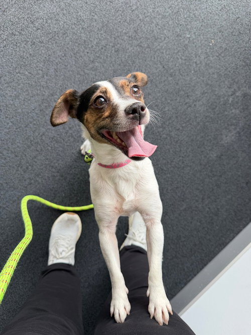 BLAIR - Jack Russell Terrier available for adoption