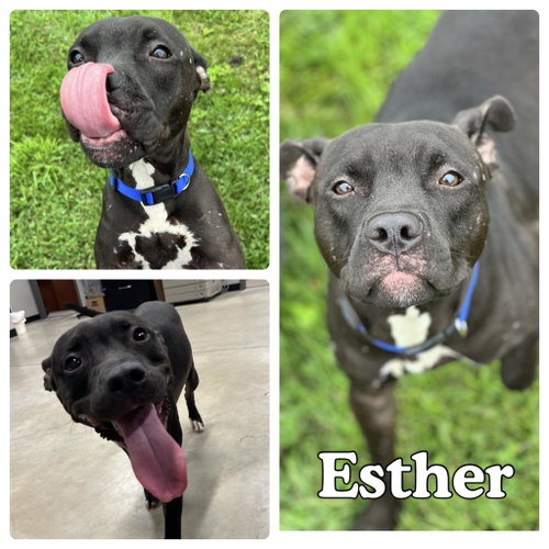 Esther, an adoptable American Staffordshire Terrier in Pierceton , IN