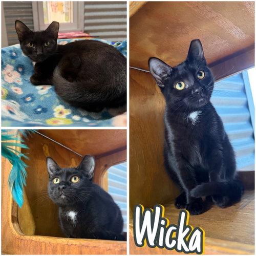 Wicka, an adoptable Domestic Short Hair in Pierceton , IN