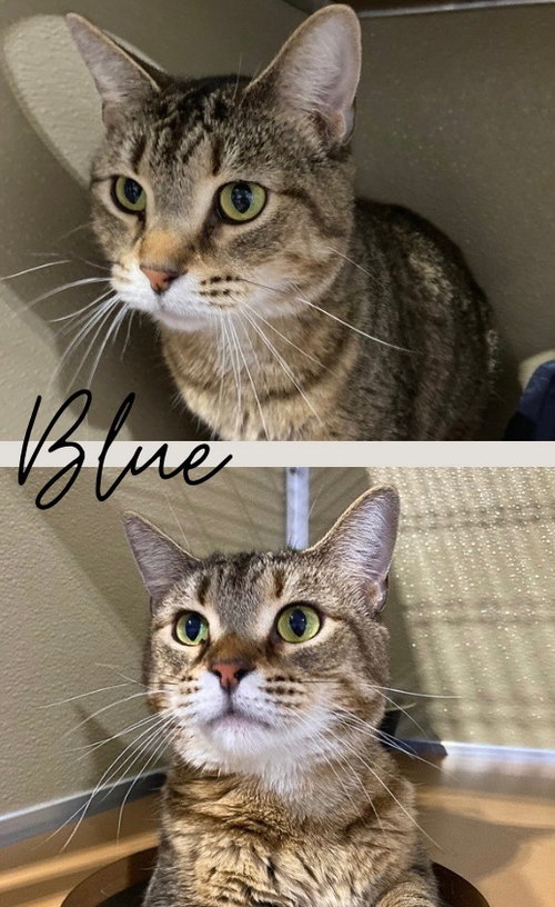 Blue, an adoptable Domestic Short Hair in Pierceton , IN