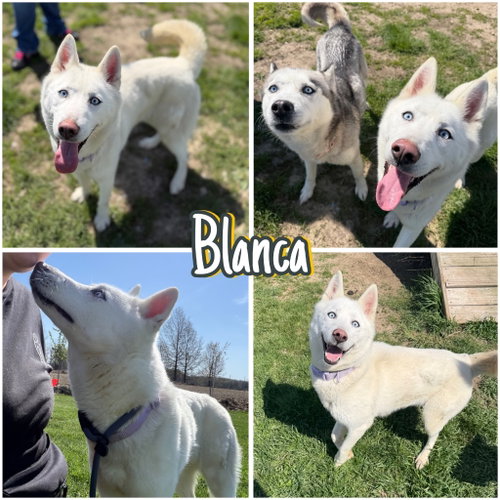 Blanca, an adoptable Husky in Pierceton , IN