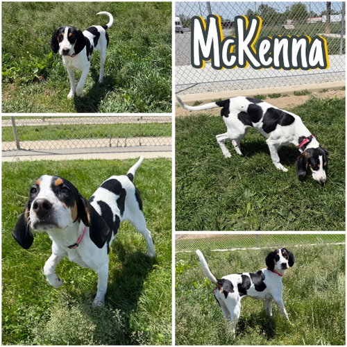 McKenna, an adoptable Treeing Walker Coonhound in Pierceton , IN