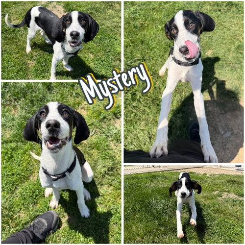 Mystery, an adoptable Treeing Walker Coonhound in Pierceton , IN