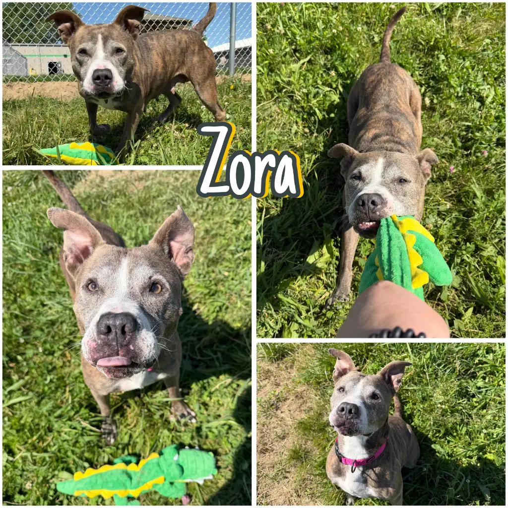 Zora - Fee Waived - Long Term Resident - American Staffordshire Terrier