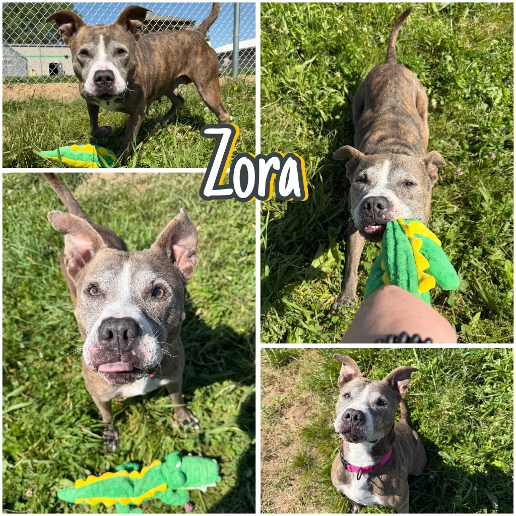 Zora - Fee Waived - Long Term Resident