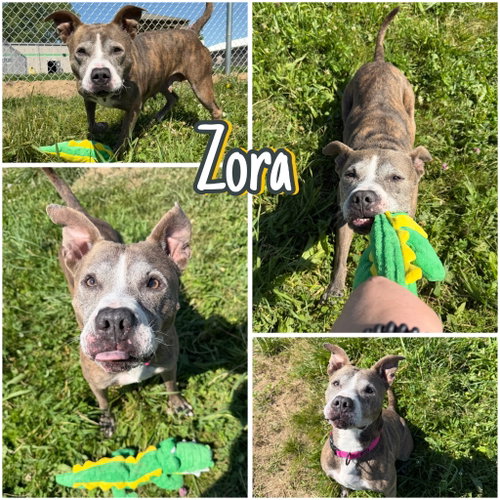 Zora - Fee Waived - Long Term Resident
