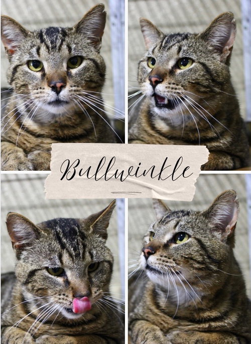 Bullwinkle Fee Waived