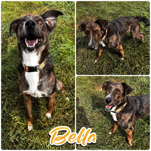 Bella