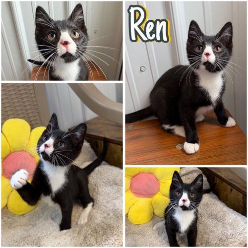 Ren