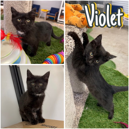 Violet
