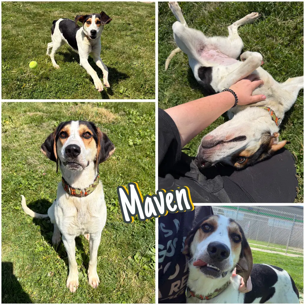 Maven - Treeing Walker Coonhound