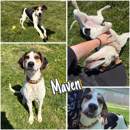Maven