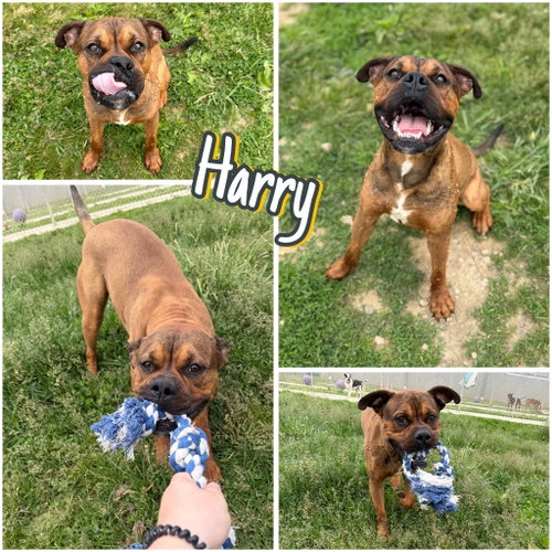 Harry