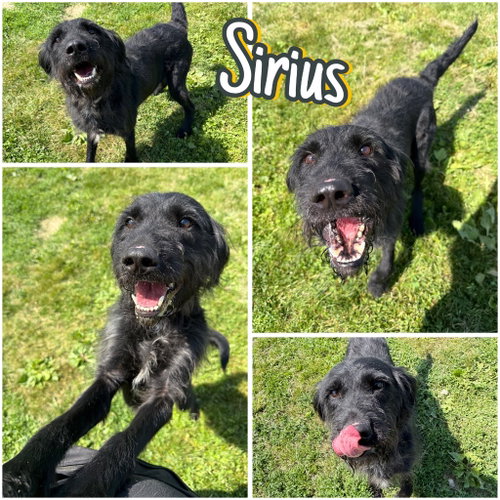 Sirius