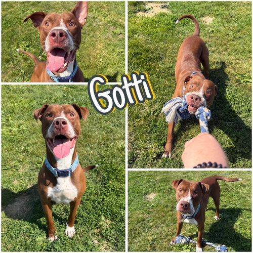 Gotti